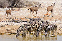 Burchell's zebras (Equus quagga burchellii) at water hole with Kudus (Tragelaphus strepsiceros). Etosha NP, Namibia.
