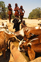 Himba people giving water to their goats. Kaokoland, Namibia. February 2005