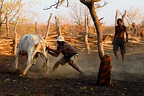 Man trying to catch cow to mark it, Himba village, Kaokoland, Namibia, September 2013.
