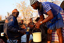 Himba men having breakfast at dawn. Himba village, Kaokoland, Namibia, September 2013.