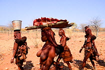 Himba women carrying meat on their heads. Kaokoland, Namibia, September 2013.
