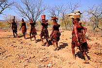 Himba women carrying meat to village on their heads. Kaokoland, Namibia, September 2013.