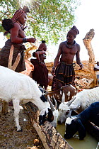 Himba women giving water their goats. Kaokoland, Namibia, September 2013.