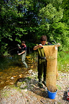 Scientists trapping Three-spined stickleback (Gasterosteus aculeatus) for biometrics study in the river Daro, Gavarres Natural Area, Catalonia, Spain, May 2008.