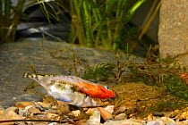 Three-spined stickleback (Gasterosteus aculeatus), male with female laying eggs in the nest, Espai Natural Les Gavarres, Baix Emporda, Catalonia, Spain, captive.