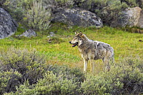 Grey Wolf (Canis lupus) portrait, Yellowstone National Park, Wyoming, USA, May.