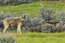 Grey Wolf (Canis lupus) approaching Elk carcass. Yellowstone National Park, Wyoming, USA, May.