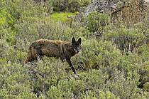 Grey Wolf (Canis lupus) with black colouration, Yellowstone National Park, Wyoming, USA, May.