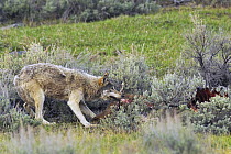 Grey Wolf (Canis lupus) feeding on elk carcass, Yellowstone National Park, Wyoming, USA, May.