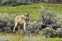 Grey Wolf (Canis lupus) with Elk carcass. Yellowstone National Park, Wyoming, USA, May.