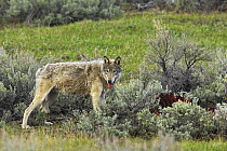 Grey Wolf (Canis lupus) with Elk carcass. Yellowstone National Park, Wyoming, USA, May.
