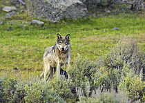 Grey Wolf (Canis lupus) Yellowstone National Park, Wyoming, USA, May.