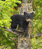 Cinnamon bear, subspecies of black bear (Ursus americanus cinnamomum) cub in tree. Yellowstone National Park, Wyoming, USA, May.