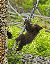 Cinnamon bear, subspecies of black bear (Ursus americanus cinnamomum) cubs playing in tree, Yellowstone National Park, Wyoming, USA, May.