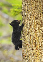 Cinnamon bear, subspecies of black bear (Ursus americanus cinnamomum) cub climbing tree, Yellowstone National Park, Wyoming, USA, May.