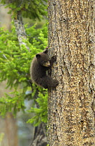 Cinnamon bear, subspecies of black bear (Ursus americanus cinnamomum) cub climbing tree, Yellowstone National Park, Wyoming, USA, May.