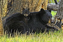 Cinnamon bear, subspecies of Black bear (Ursus americanus cinnamomum) Mother with young cub. Yellowstone National Park, Wyoming, USA, May.