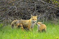 American Red fox (Vulpes vulpes fulva) mother with two of her babies, one nursing. Grand Teton National Park, Wyoming, USA, May.
