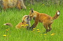 American Red fox (Vulpes vulpes fulva) cubs playing, Grand Teton National Park, Wyoming, USA, May.