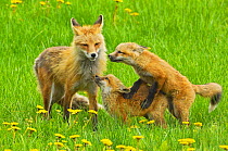 American Red fox (Vulpes vulpes fulva) mother and two cubs playing, Grand Teton National Park, Wyoming, USA, May.