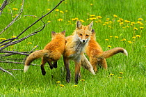 American Red fox (Vulpes vulpes fulva) baby leaping on its disinterested mother. Grand Teton National Park, Wyoming, USA, May.
