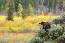 Spring landscape in Grand Teton National Park, with a Grizzly Bear (Ursus arctos horribilis) feeding in the sage brush. June.