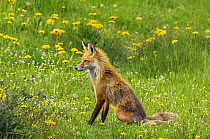 American Red fox (Vulpes vulpes fulva) Grand Teton National Park, Wyoming, USA, May.