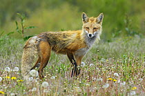 American Red fox (Vulpes vulpes fulva) Grand Teton National Park, Wyoming, USA, May.