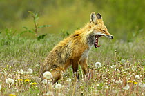 American Red fox (Vulpes vulpes fulva) yawning. Grand Teton National Park, Wyoming, USA, May.