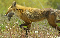 American Red fox (Vulpes vulpes fulva) with Uinta Ground Squirrel (Spermophilus armatus) prey, Grand Teton National Park, Wyoming, USA, May.