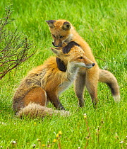 American Red fox (Vulpes vulpes fulva) baby playing with mother, Grand Teton National Park, Wyoming, USA, May.