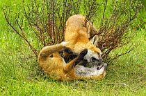 American Red fox (Vulpes vulpes fulva) cubs playing, Grand Teton National Park, Wyoming, USA, May.