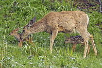 Mule Deer (Odocoileus hemionus) mother with newborn twins.   Yellowstone National Park, Wyoming, USA, June.