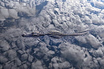 Alligator (Alligator mississippienis) at the surface, with clouds reflected on the water, Everglades, Florida, USA, March.