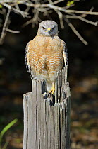 Red-shouldered Hawk (Buteo lineatus) perched on post, Myakka River State Park, Florida, USA, March.