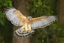 Red-shouldered Hawk (Buteo lineatus) in flight Myakka River State Park, Florida, USA, March.