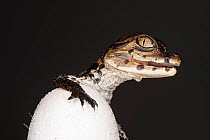 Baby Common caiman (Caiman crocodilus) emerging from egg, Aquarium du Val de Loire, Amboise, France. Captive, native to Central and South America.