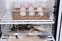 Incubator with six Common caiman (Caiman crocodilus) eggs on the top shelf and newly hatched young on lower shelf, Aquarium du Val de Loire, Amboise, France. Captive, native to Central and South Ameri...