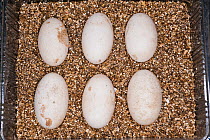 Six Common caiman (Caiman crocodilus) eggs in incubator, Aquarium du Val de Loire, Amboise, France. Captive, native to Central and South America.