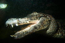 Common caiman (Caiman crocodilus) with mouth open showing teeth, in tank, Aquarium du Val de Loire, Amboise, France. Captive, native to Central and South America.