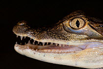 Common caiman (Caiman crocodilus) head portrait with mouth slightly open, aged one year, taken against a black background, Aquarium du Val de Loire, Amboise, France. Captive, native to Central and Sou...