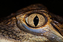 Common caiman (Caiman crocodilus) close up of eye, aged one year, Aquarium du Val de Loire, Amboise, France. Captive, native to Central and South America.