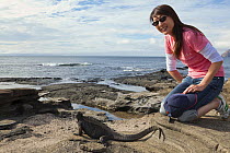 Woman observing Marine iguana (Amblyrhynchus cristatus) Isabela Island, Galapagos Islands, August 2010. Model released.