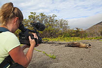 Woman filming Galapagos sea lion (Zalophus wollebaeki) on the beach of Islabela Island, Galapagos Island, Model released.
