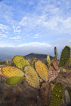 Prickly pear cactus (Opuntia echios) Isabela Island, Galapagos Islands.