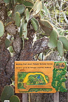 Sign for walking trail in Charles Darwin Research Center, with Opuntia cactus, Galapagos Islands.