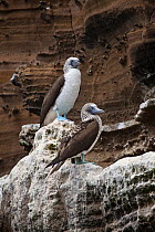 Blue-footed Boobies (Sula nebouxii) Galapagos Islands.
