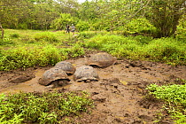Galapagos giant tortoises (Chelonoidis nigra) taking mud bath, Galapagos Islands. Vulnerable species.