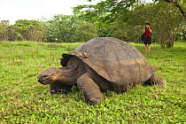 Tourist observing Galapagos giant tortoise (Chelonoidis nigra) Galapagos Islands. January 2012, Vulnerable species.