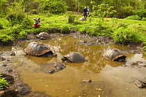 Tourists viewing Galapagos giant tortoises (Chelonoidis nigra) taking mud bath, Galapagos Islands, January 2012. Model released.